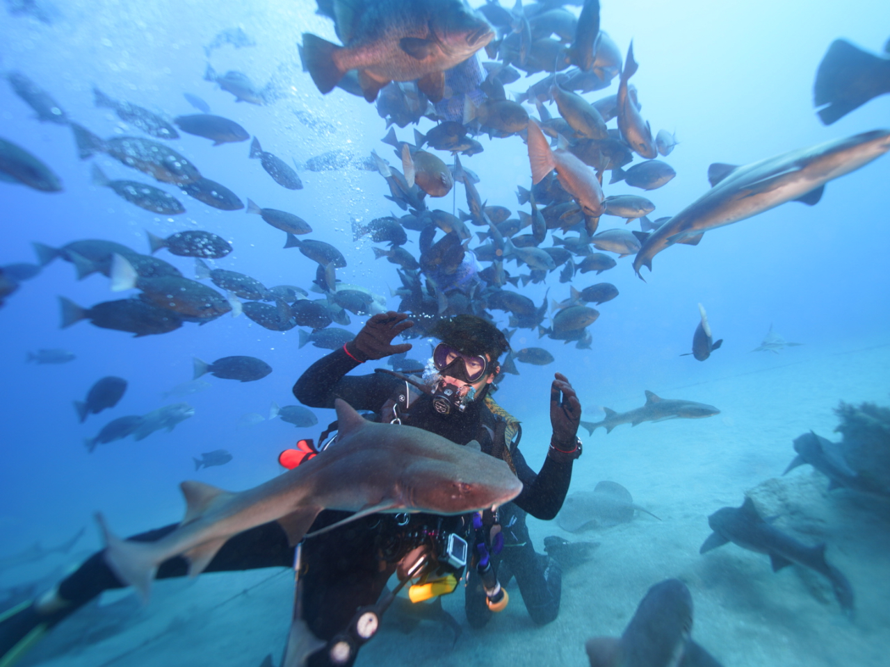 記念撮影サービス #サメと記念撮影