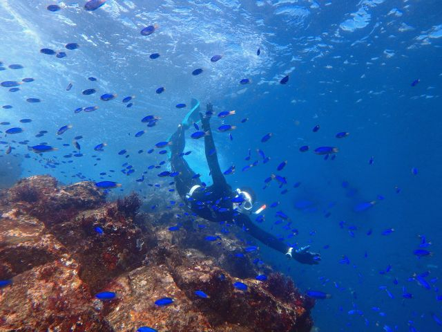 こんなにお魚がいっぱいです!