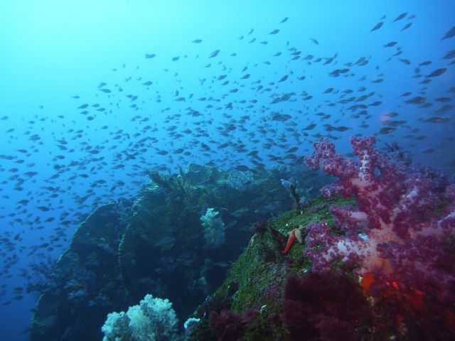 お魚の数は、沖縄なんかに負けていません!