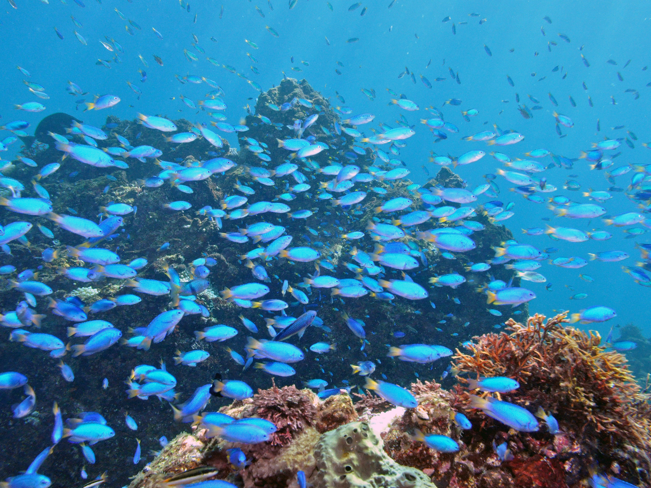 �\���X�Y���_�C�̌Q��͂��Ќ��Ăق����I