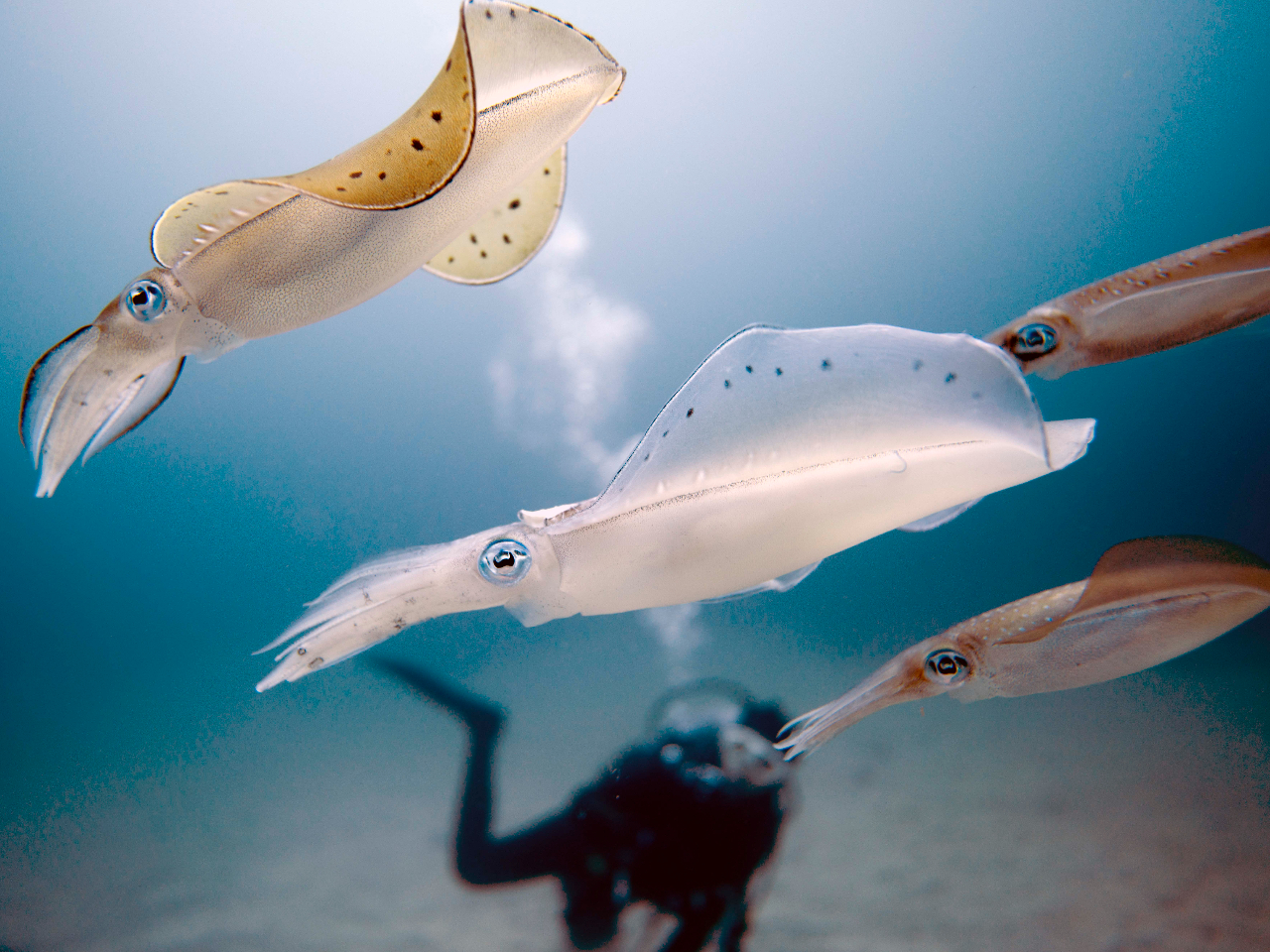 �A�I���C�J�͐��ʕt�߂ɂ������݂��܂��I