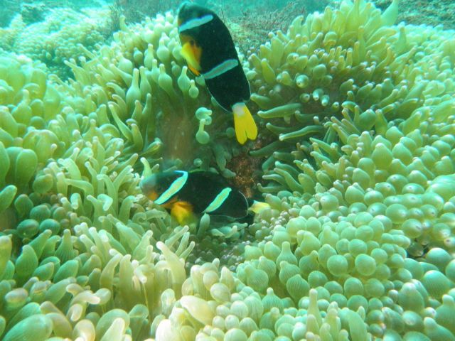 かわいいお魚たちとご対面!!