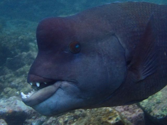 こんな大きなお魚に会えるかも