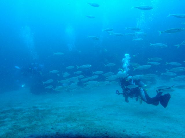 たくさんのお魚が待ってます