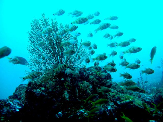 水中ではたくさんおお魚が待ってます