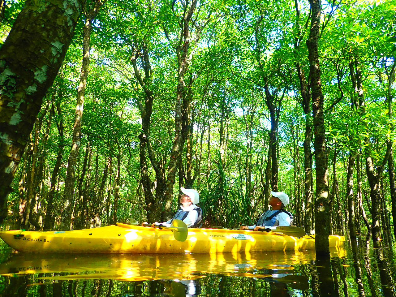 マングローブ観察をしながらのんびりカヌーを漕ぎます。漕ぐ手を休めて、マングローブの森に耳を澄まそう。都会の喧騒を忘れることができますよ。