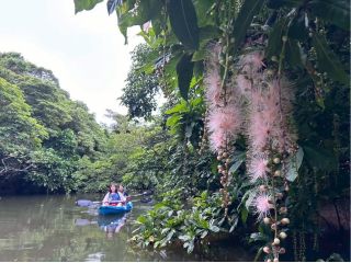 一夜だけ咲く幻の花、サガリバナを見に行こう!