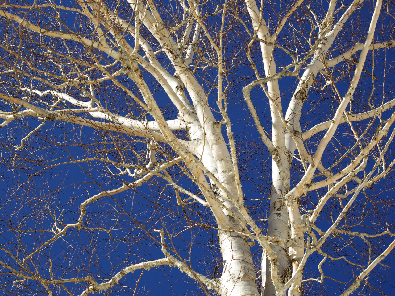 �����x�u���[�ɉf����_�P�J���o�̔������B