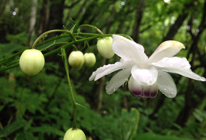 流れの畔にはこんな可憐な花も。