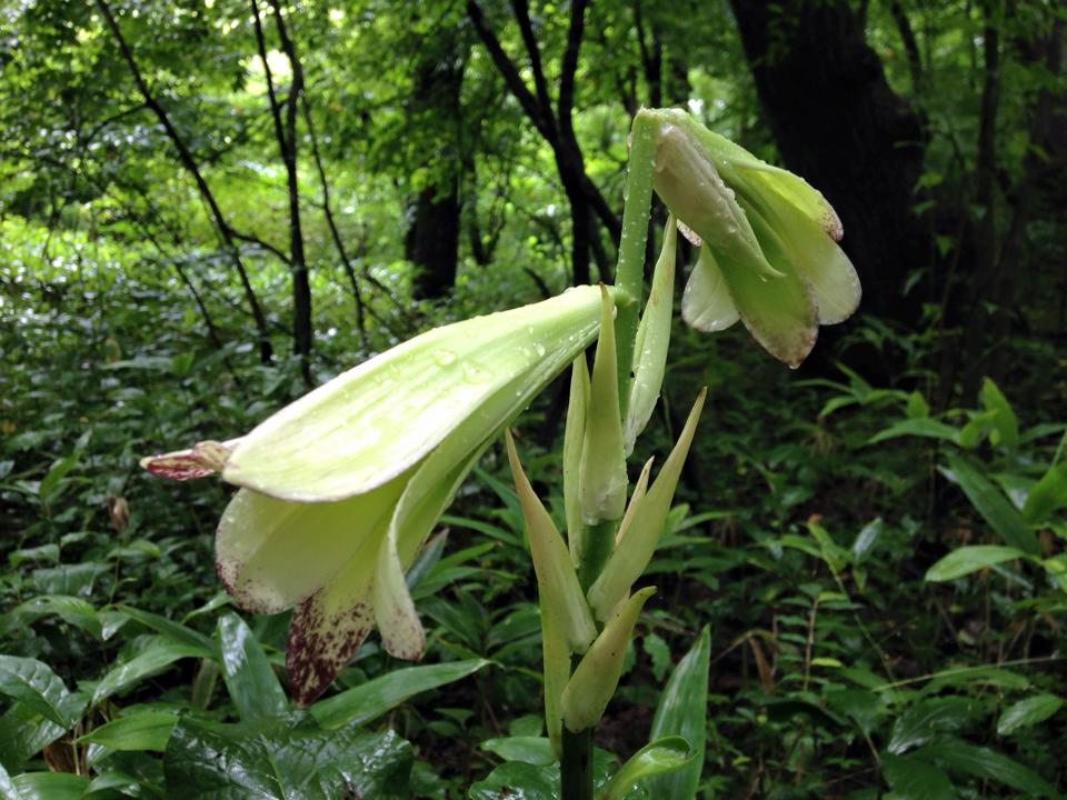 HEỏԁBӂʂɂ̖FĂ܂B΂̉Ԃ̐[̈ÎF̔䂪łˁB