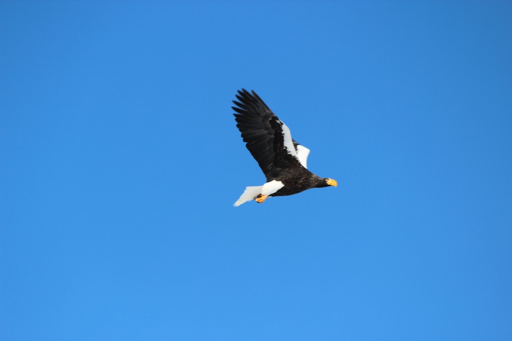 網走でオオワシ・オジロワシ観察