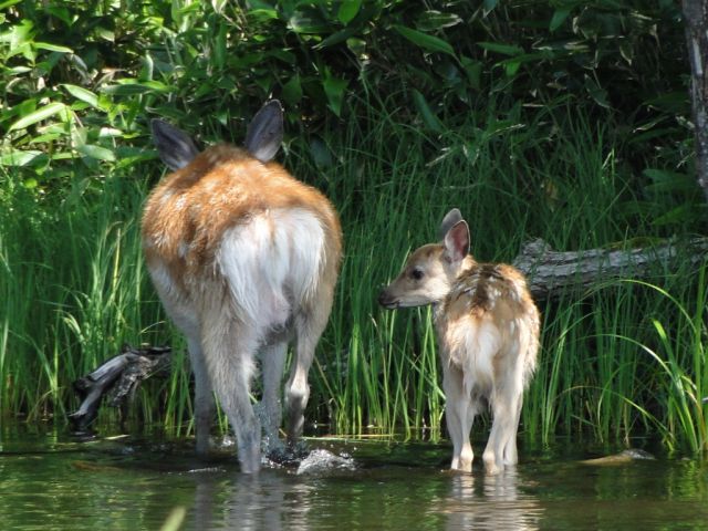 生き物たちとの出会いも楽しみのひとつです。