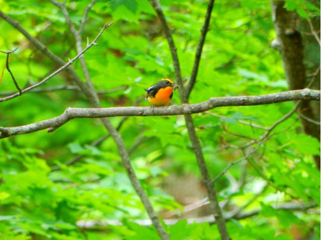 春から初夏は特に野鳥の多い季節
