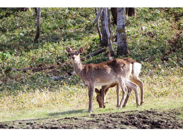 知床の森にはエゾシカだけでなく、ヒグマやキタキツネ、リスなども生息しています