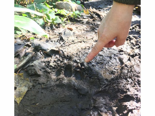 ヒグマやエゾシカなど動物の痕跡も