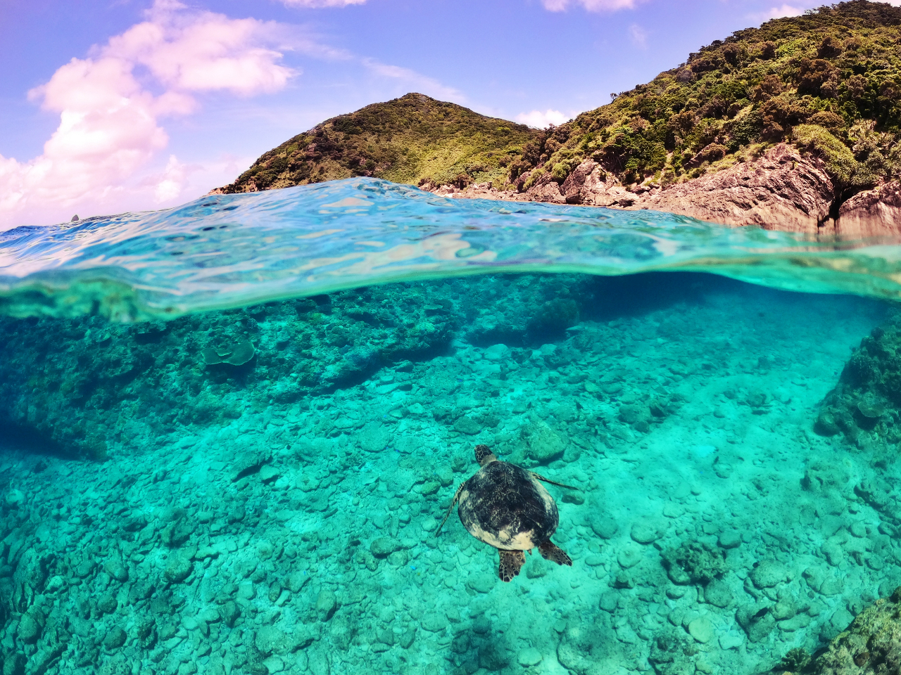 ��2016�NPADI�E�_�C�r���O�V���b�v���{���ܓX�I