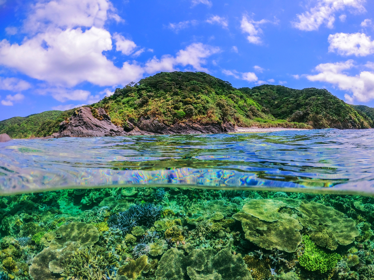 ���~�V��������c���̊����G���A�֍s������