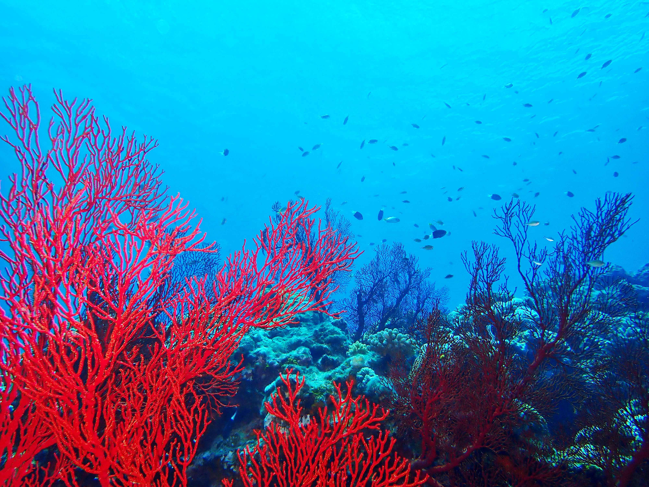 2016NPADIE_CrOVbv{ܓXI