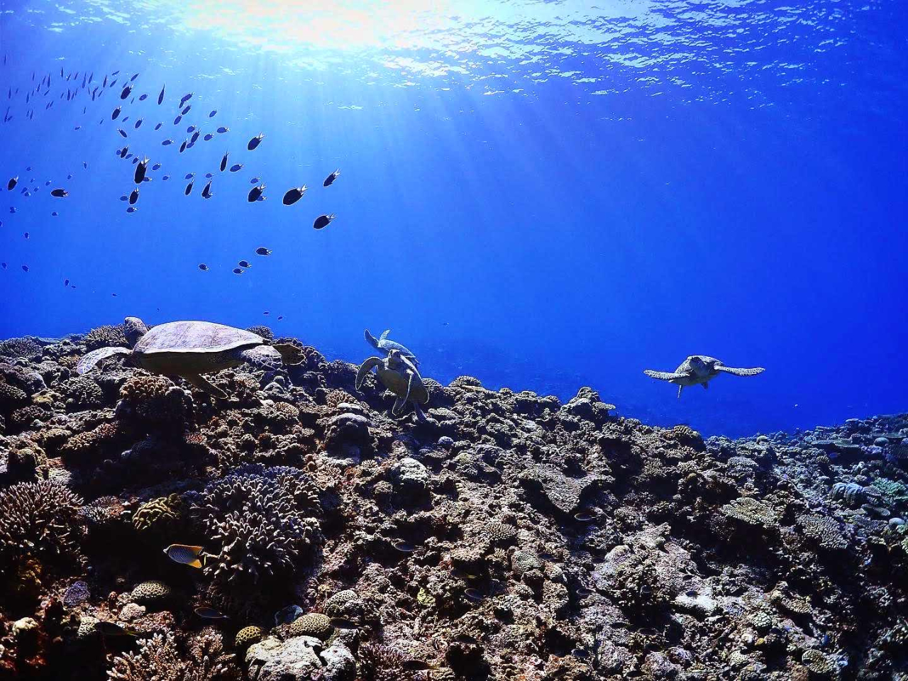 2016NPADIE_CrOVbv{ܓXI