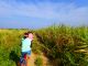 マウンテンバイクだから通れるさとうきび畑の間!!