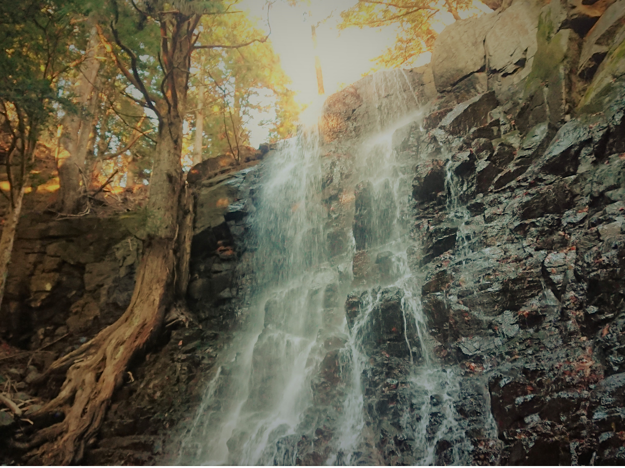 冬季は氷ることも! 母の白滝