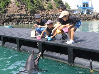 【ふれあいイベント】餌あげ体験:自然の入り江の桟橋で直接イルカやくじらに餌をあげることができ、間近で実際の大きさを体感することができる。