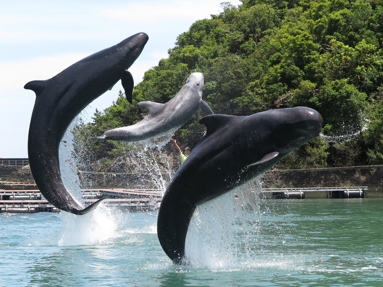 『クジラ乗り場はこちらです』 太地町に設置されている クジラポスト！ 町内5基目！ 場所は平見