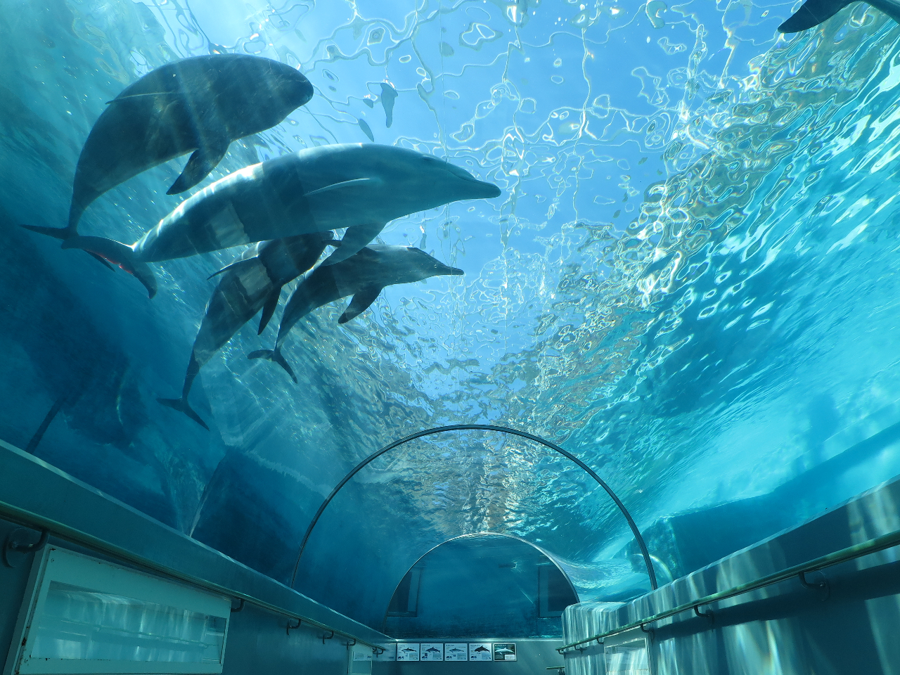クジラ・イルカに大接近！】くじらの博物館入館＋餌あげ体験付き