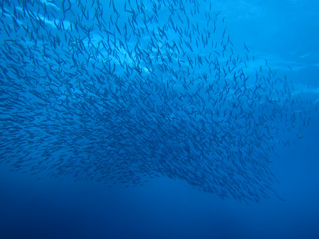 ����ȋ��̑�Q�������邱�Ƃ��I