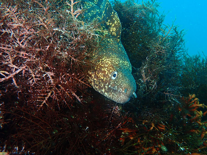 �E�c�{�ɂ����邱�Ƃ��I���邾���Ȃ���v�B