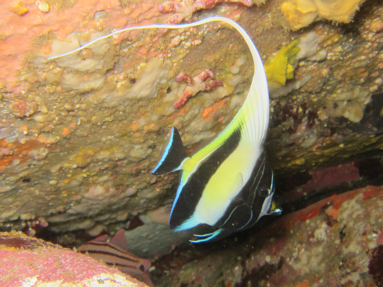 ��̓��������Ă����c�m�_�V