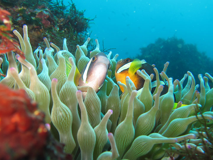 �j���̒��ԁA�N�}�m�~�ɉ�邱�Ƃ��I