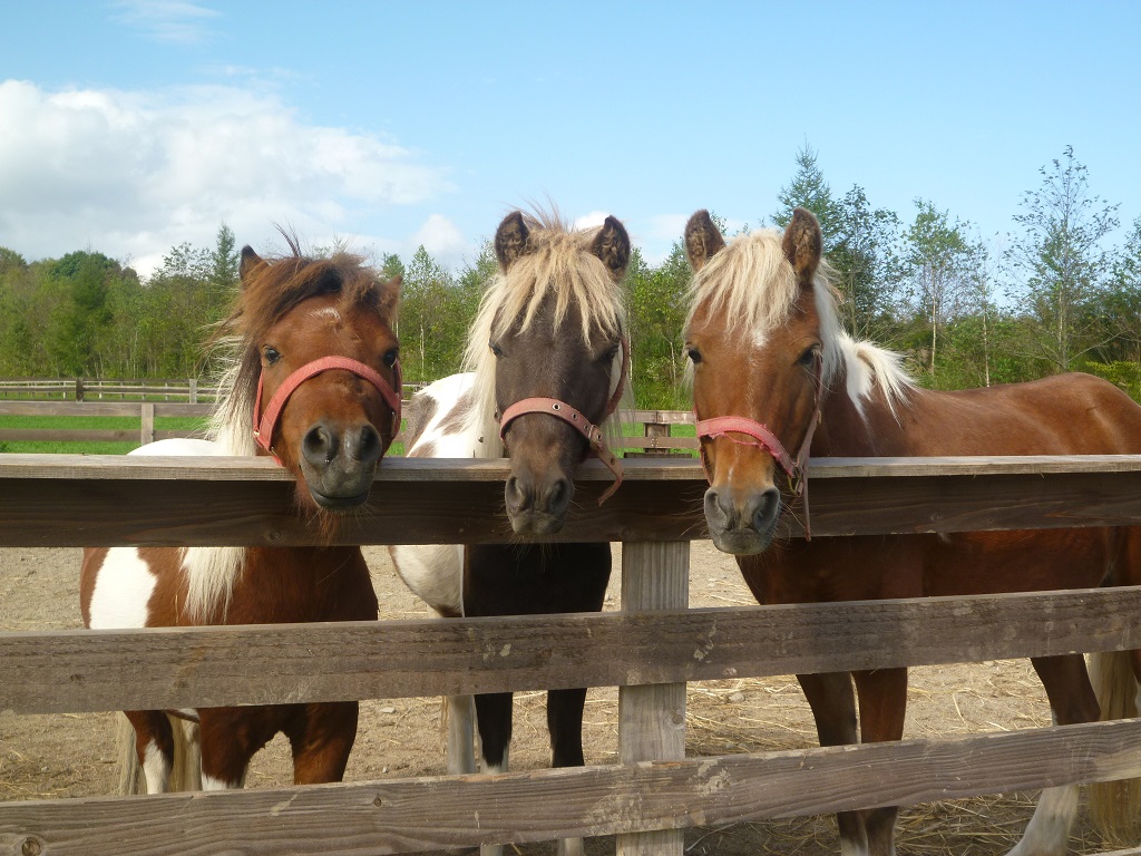 可愛いポニーたちが練習を覗いていることも(^^)