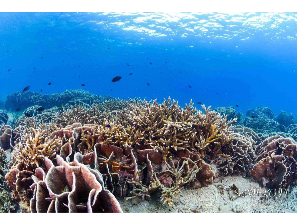 鹿児島本土最大級のサンゴの群生!