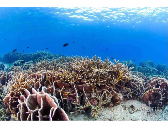 鹿児島本土最大級のサンゴの群生!