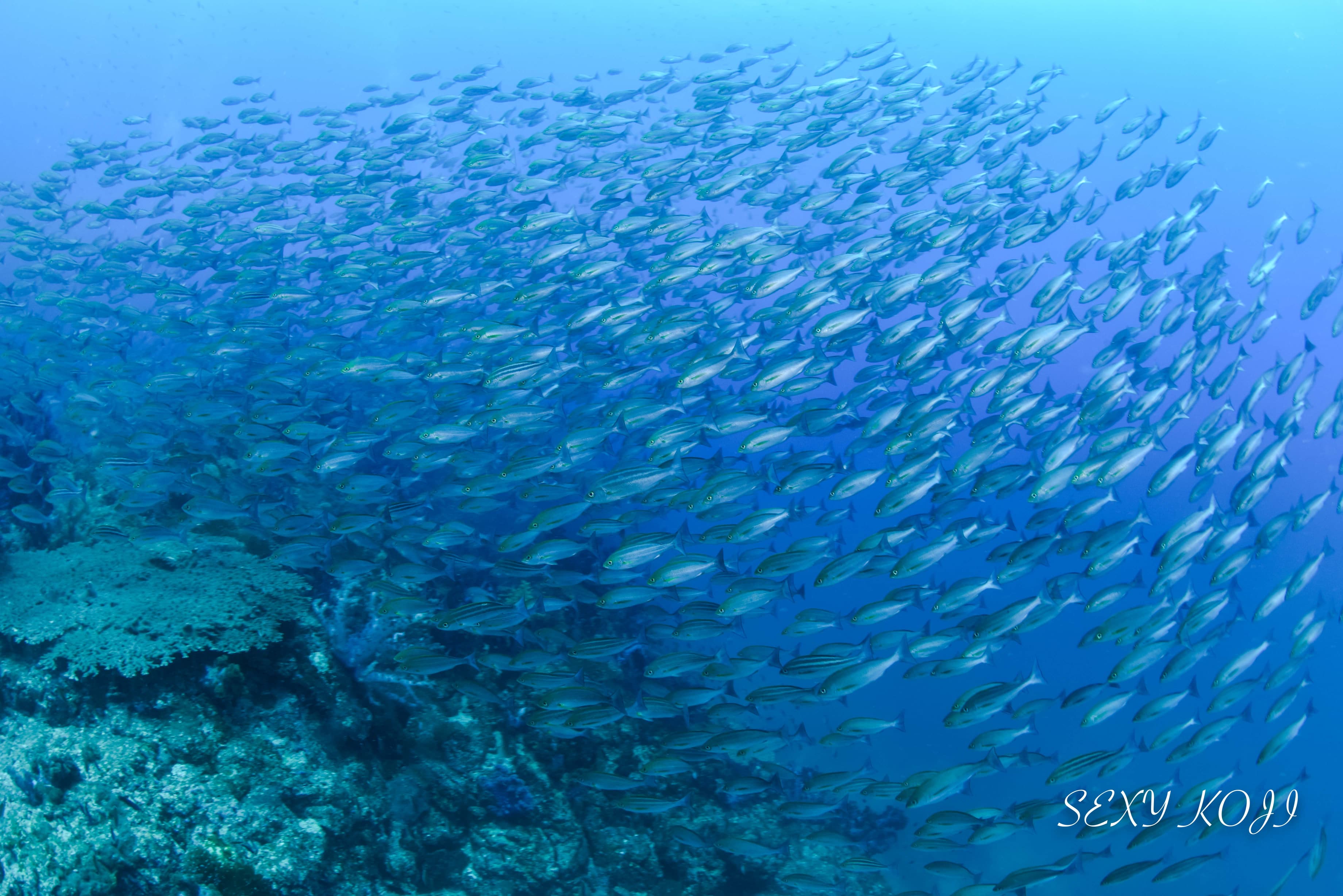 イサキの壁!大迫力の群れに出会えることも!