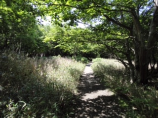 フレペの滝へ行く森の道