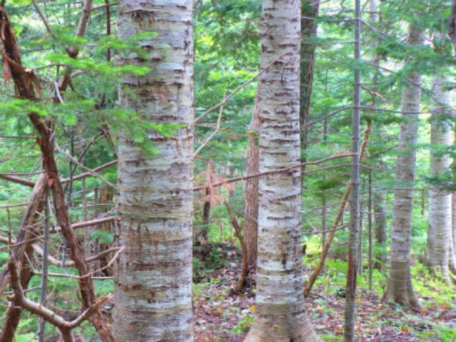 木についたクマの爪痕