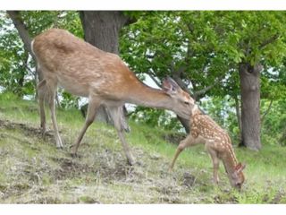 エゾシカの親子