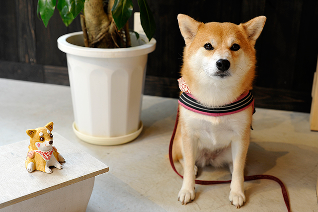しばらくお休みします 伊豆高原 わんこの森 じゃらん遊び体験 しばらくお休みします 伊豆高原 わんこの森 じゃらん遊び体験