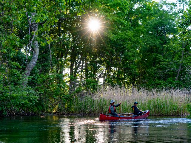 森の中に光が差し込む