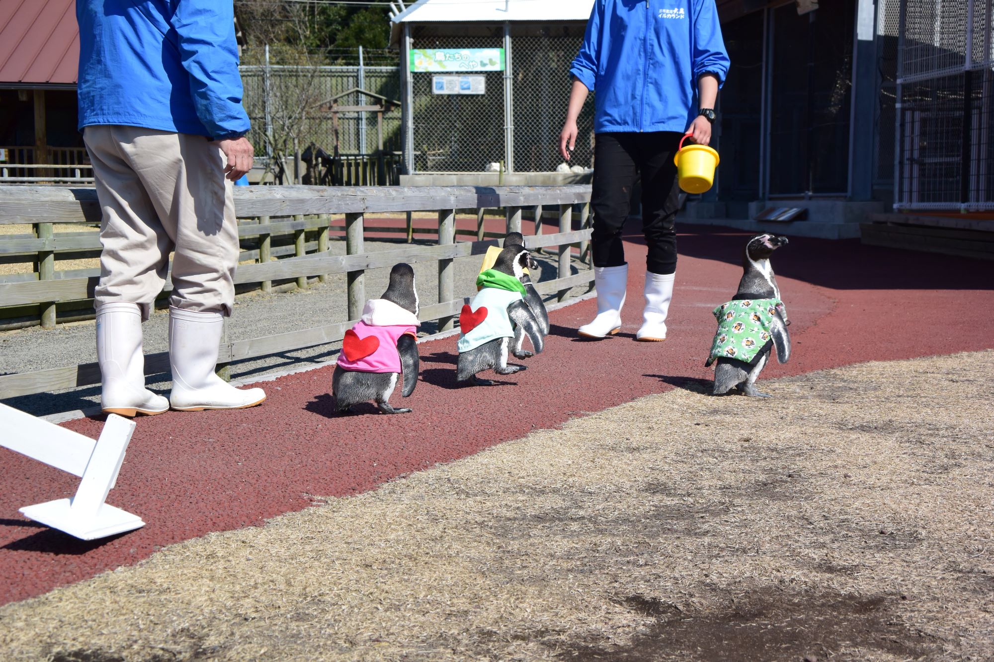 �P���P��@�P�S������̃y���M���U�������������Ȃ��I