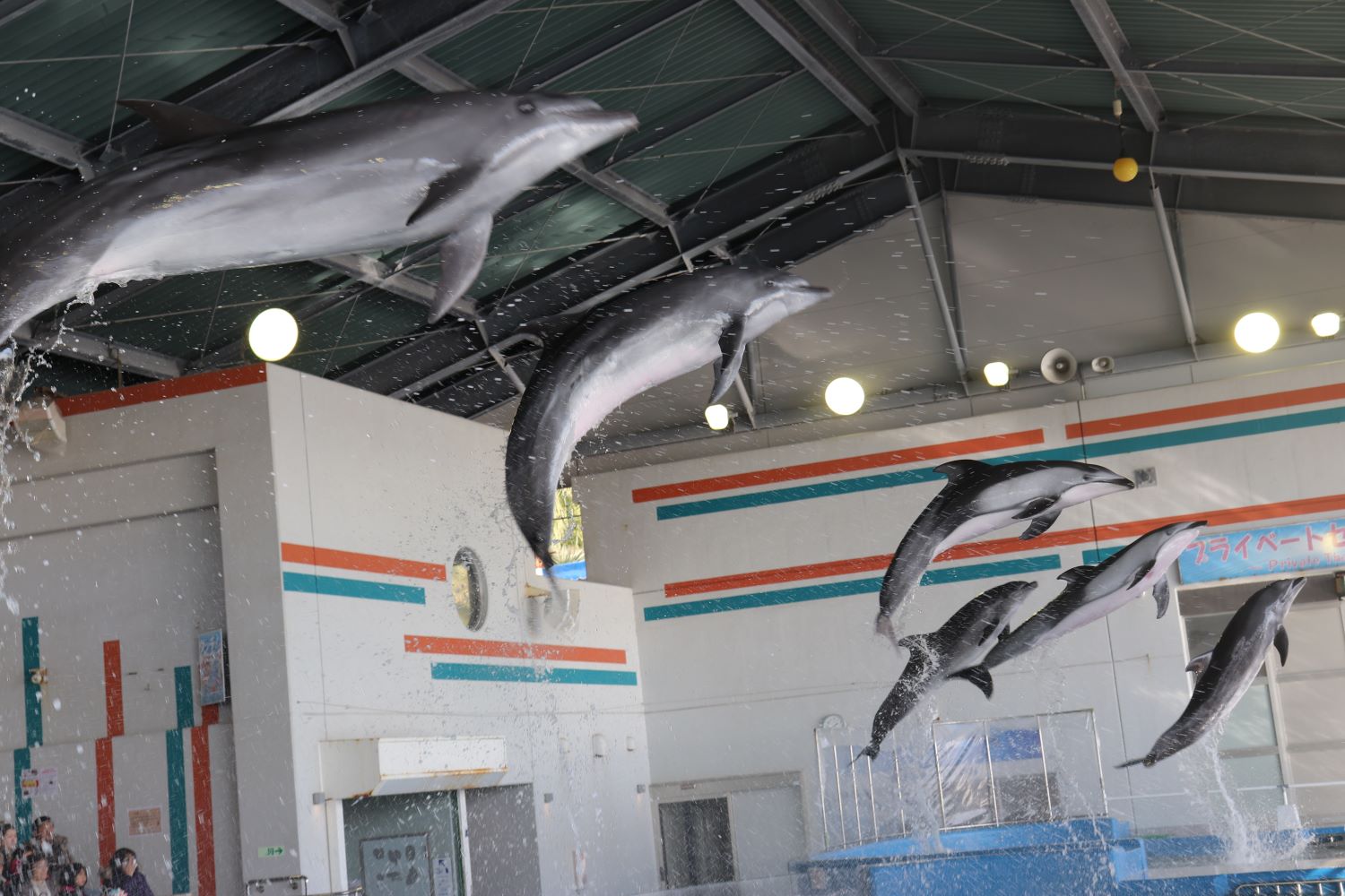 イルカと一緒に泳ぐ フレンドリースイム♪【9月コース】/志布志湾海の