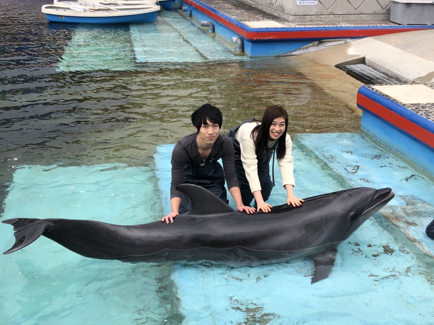 イルカと一緒に泳ぐ フレンドリースイム♪【9月コース】/志布志湾海の