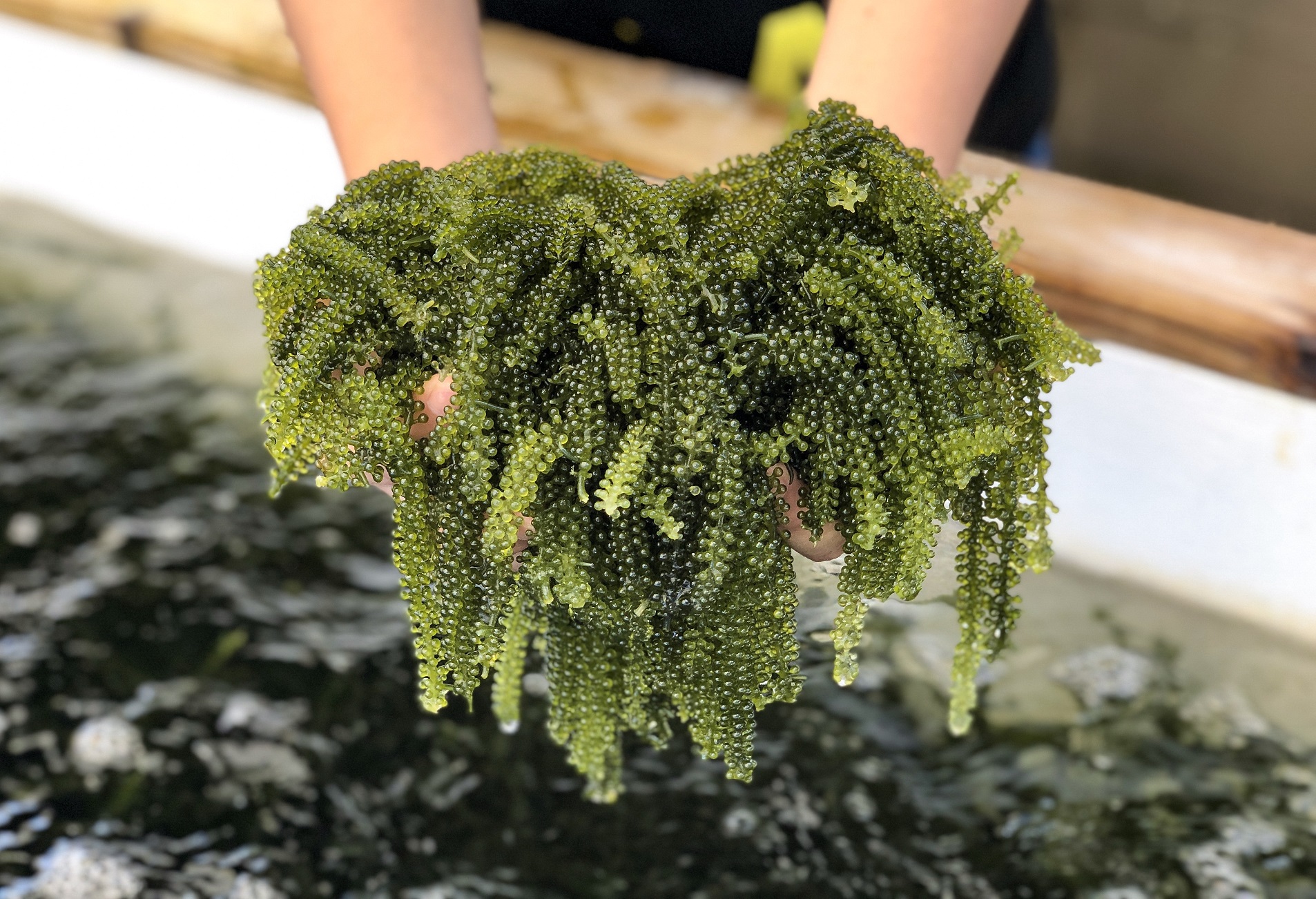 意外な組み合わせ 海ぶどうと生海ぶどうソフトのお店 ぷちぷち の口コミ じゃらんnet 意外な組み合わせ 海ぶどうと生海ぶどうソフトのお店 ぷちぷち の口コミ じゃらんnet