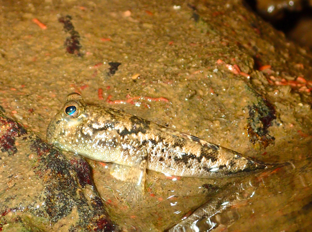 n[Ȃǂ̐ώ@邱Ƃł܂`