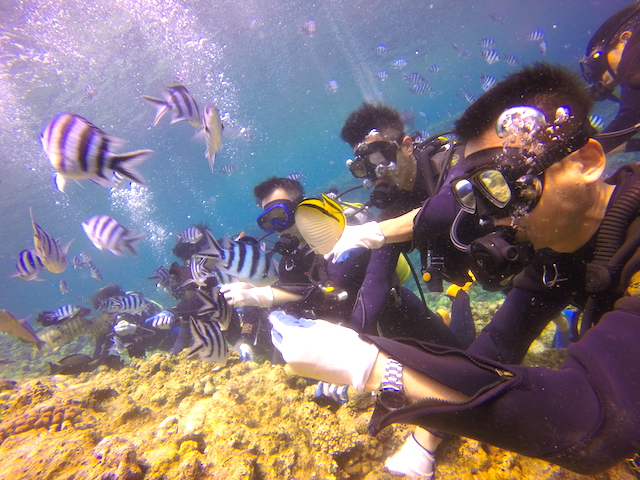 無料餌付け体験!!たくさんの魚に囲まれ気分は、竜宮城!!