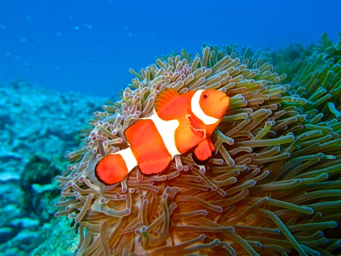 ^hcɂ͂ȂfɂȂjiJNN}m~jԋ߂Ō鎖o܂`