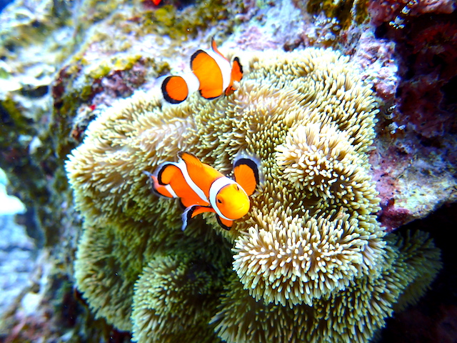 ^hcɂ͂ȂfɂȂjiJNN}m~jԋ߂Ō鎖o܂`