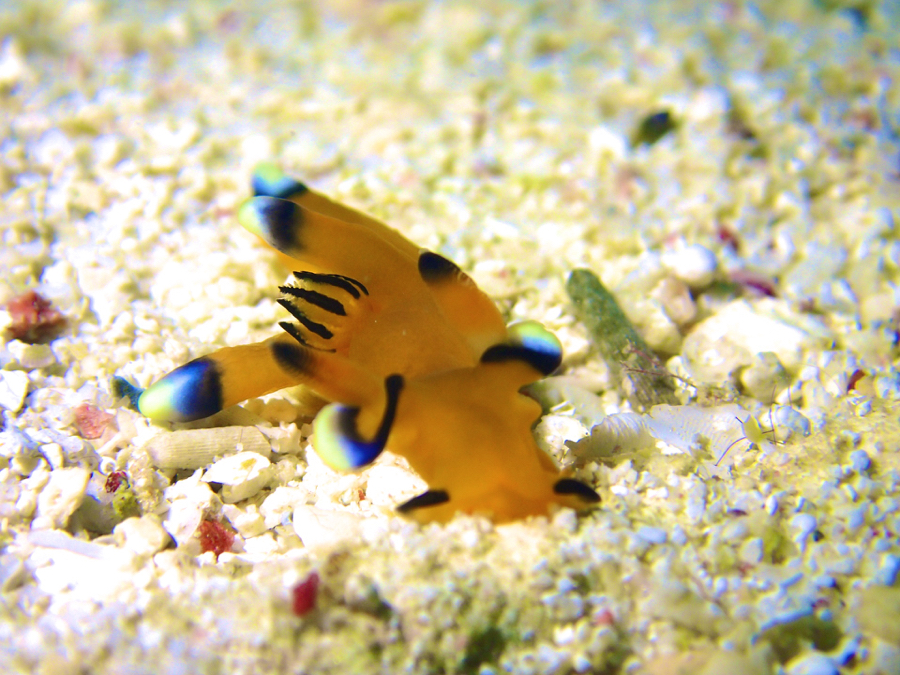 CZXĂły߂|CgɂȂĂ܂BɂȂƃ_Co[ɐlC̃sJ`[(EftcmUE~EV)鎖o܂